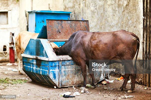 Slum Cows Stock Photo - Download Image Now - Pollution, Poverty, Bad Condition