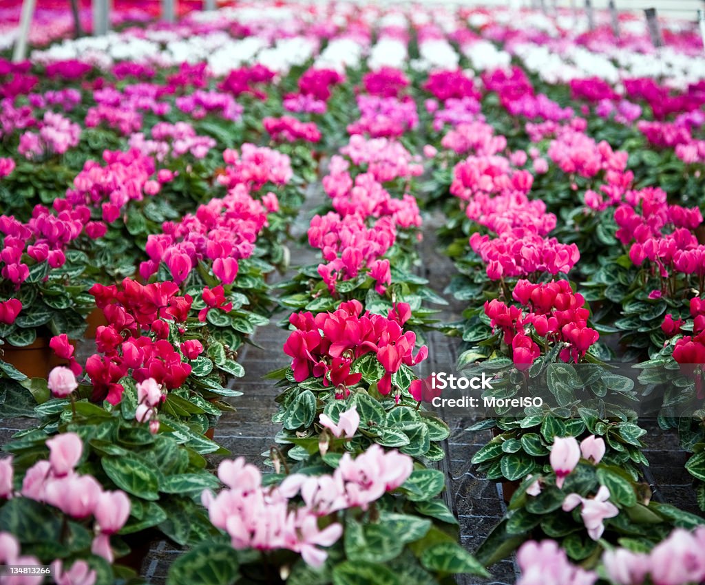 Ciclamino en greenhouse - Foto de stock de Centro de jardinería libre de derechos