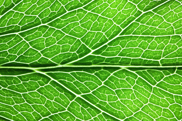 gros plan de la feuille les veines - chlorophyll photos et images de collection
