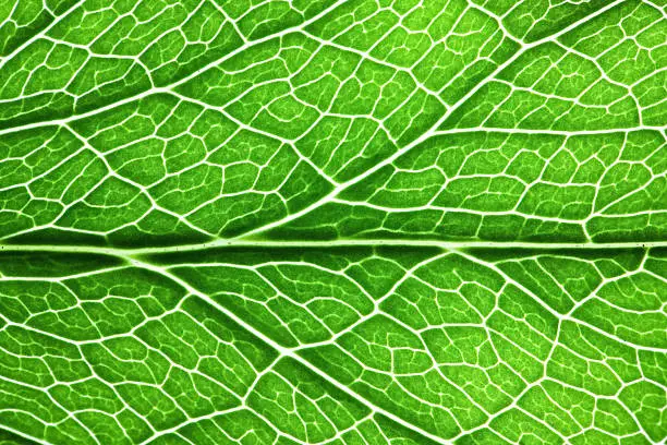 The underside of a veined leaf