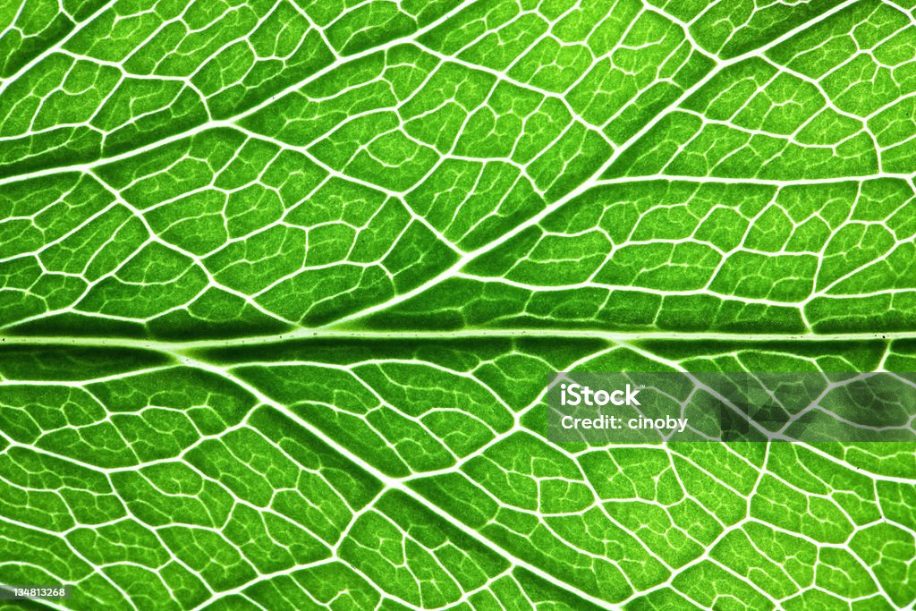 Close-up de folha veias - Royalty-free Clorofila Foto de stock