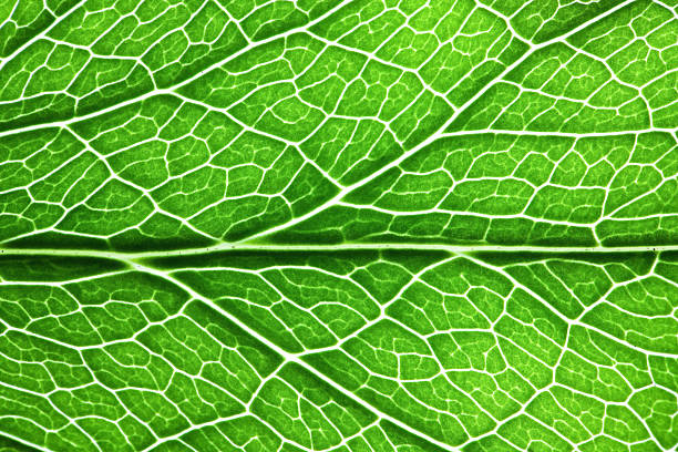 close-up de veios de folha - chlorophyll - fotografias e filmes do acervo