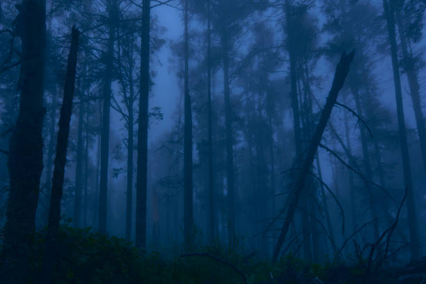 istock fog-covered forest at sunset with a blue sky 1348132717