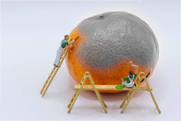 Tangerine Dream Miniature figures arranged to look like they are painting a tangerine, part of tangerine is grey, the rest orange, painters on ladders and scaffolding as tangerine the size of a house to them. figurine stock pictures, royalty-free photos & images