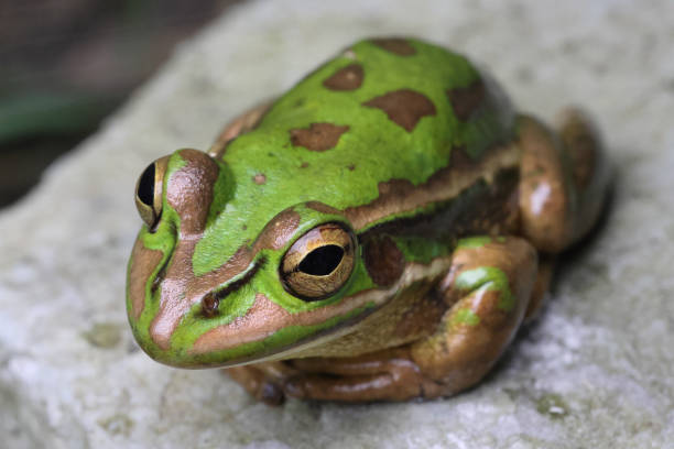 istock Green and Golden Bell Frog 1348134728