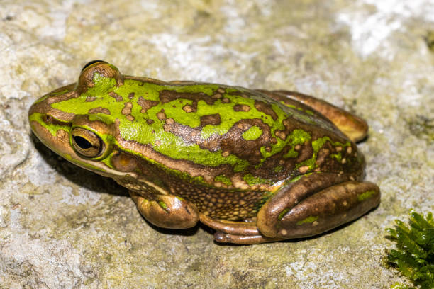 istock Green and Golden Bell Frog 1348134792