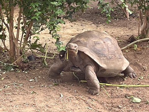 Giant tortoise eating