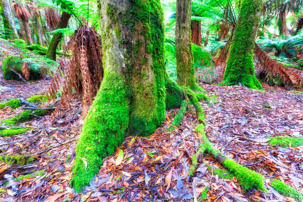 tas mt field moss trunk basso - cave fern flowing forest foto e immagini stock