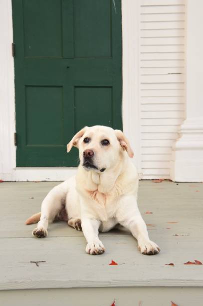 istock Labrador Retriever in New England 1348140137