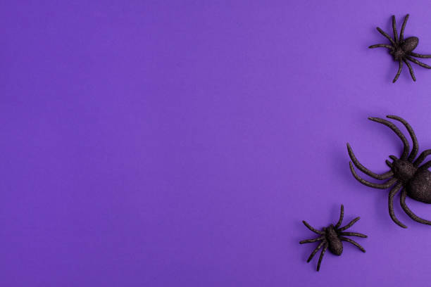 istock One big and two tiny black artificial spiders on vibrant purple background on the right with copy space. Halloween scary holiday and autumn concept. 1348140750