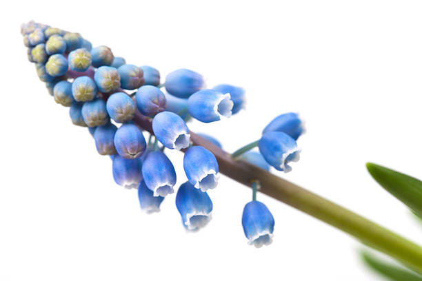 Close-up of a Hyacinth