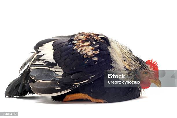 Young Sick Bantam Rooster Stock Photo - Download Image Now - Chicken - Bird, Illness, White Background