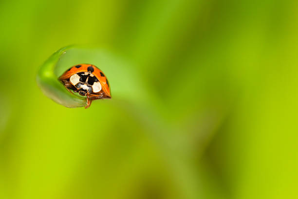 Close-up of a Ladybird before a green Background