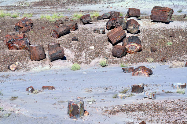 istock petrified forest in Arizona 1348141816