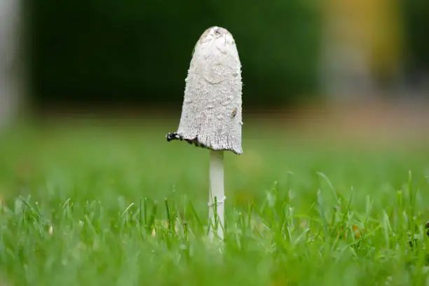 Coprinus comatus shaggy ink cap on a mown meadow in autumn
