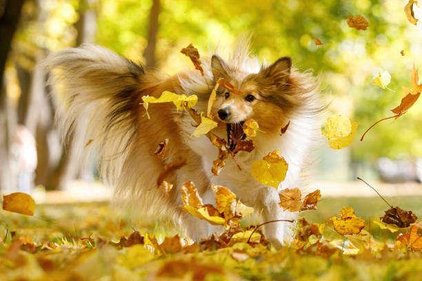 Ginger sheltie dog playing in leaves in autumn park