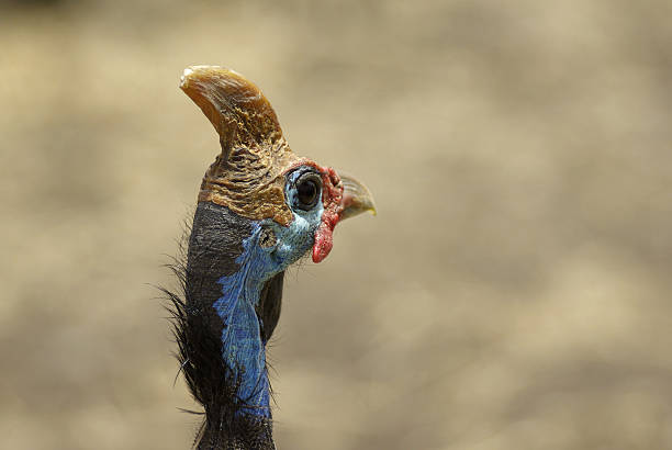 Namibiano corrida Retrato de galinha-d'angola - foto de acervo