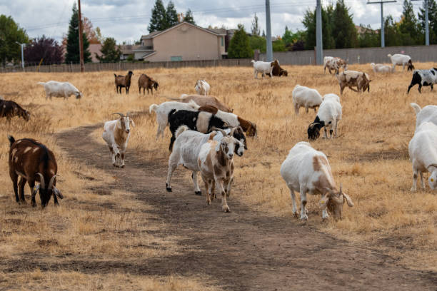 istock Rented goats clearing land. 1348147822