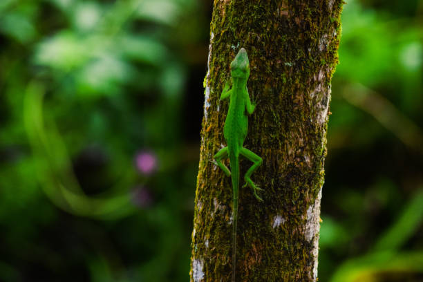 istock Reptile in the Rainforest 1348150561