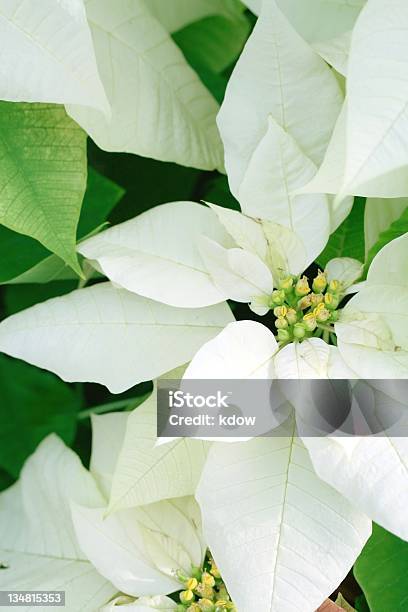 Photo libre de droit de Blanc Poinsettia banque d'images et plus d'images libres de droit de Poinsettia - Poinsettia, Blanc, Couleur verte