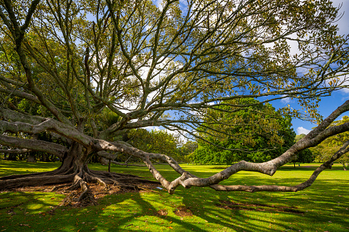 One Tree Hill, Cornwall Park in Central Auckland, New Zealand