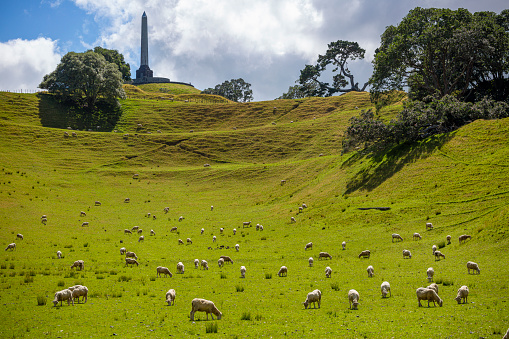 One Tree Hill, Cornwall Park in Central Auckland, New Zealand