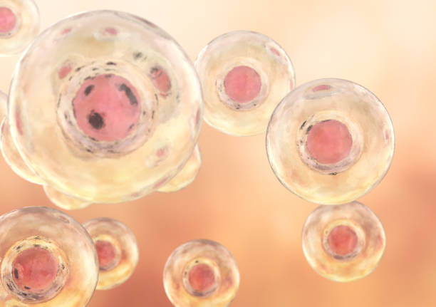cellules souches embryonnaires - mitosis photos et images de collection