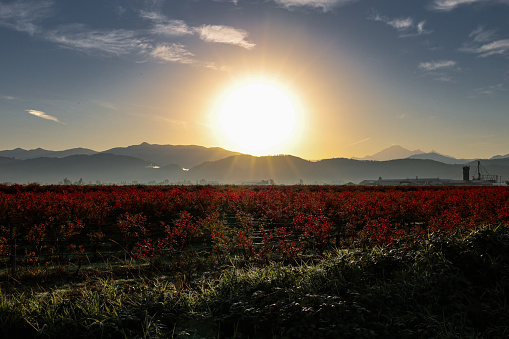 A beautiful scenery of red flowers field
