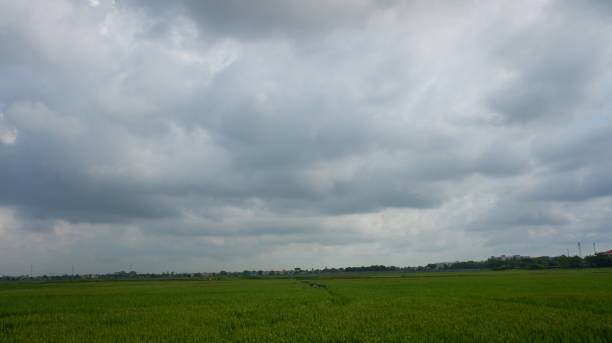 istock The green rice fields are blooming creating grains and dark, rainy sky background. 1348163930