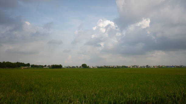 istock The green rice fields are blooming creating grains and dark, rainy sky background. 1348164443