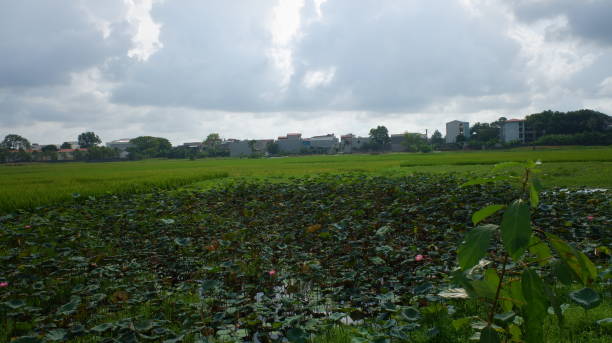 istock Lotus lake in rice fields is blooming creating grains and dark, rainy sky background. 1348165428
