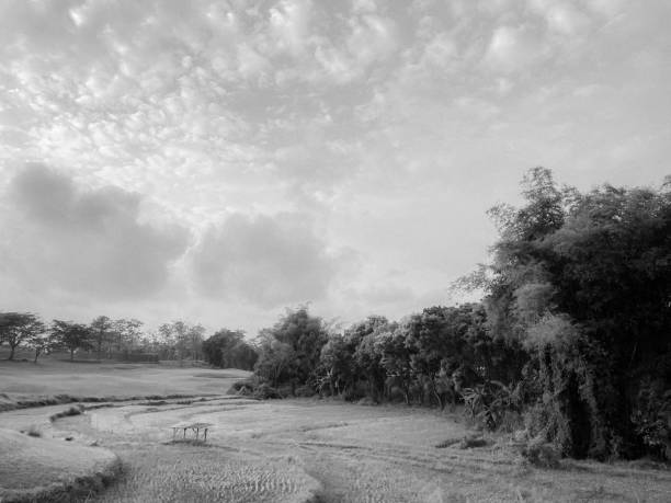 black and white natural view of rice fields