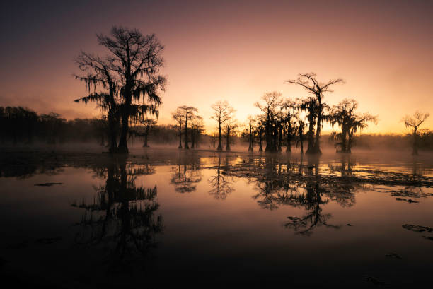 istock Pastel morning in Caddo Lake swamp 1348167002