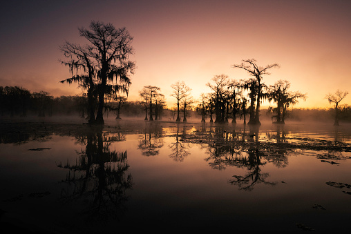 Tranquil foggy morning in a Bald Cypress swamp, Caddo Lake, on the border between Louisiana and Texas, USA