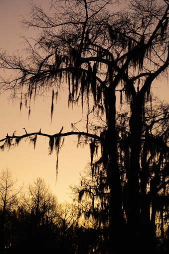 Silhouette tree with moss hanging from branches, Bald cypress swamp, Caddo Lake, on the border between Louisiana and Texas, USA