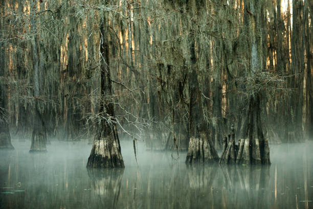 мистическое утро на болоте каддо - spanish moss стоковые фото и изображения