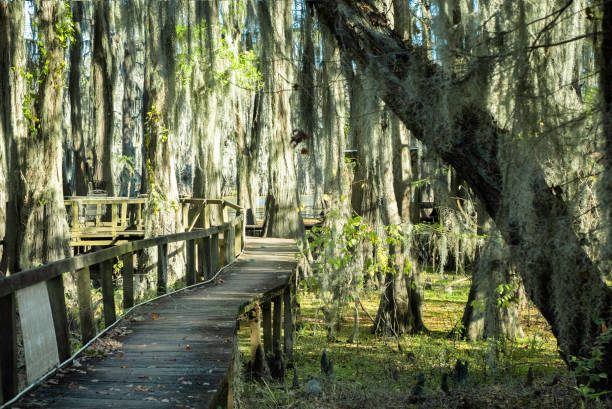 istock Boardwalk over swamp with salvinia 1348167058