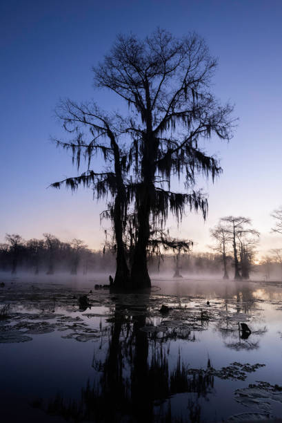 istock Tranquil dawn at Caddo Lake swamp 1348167065