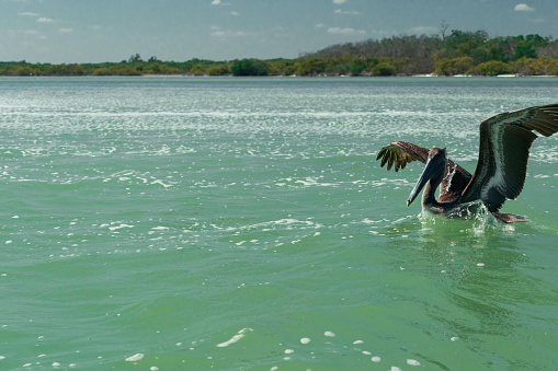 Pelican lands in the water, Rio Lagartos, Yucatan, Mexico