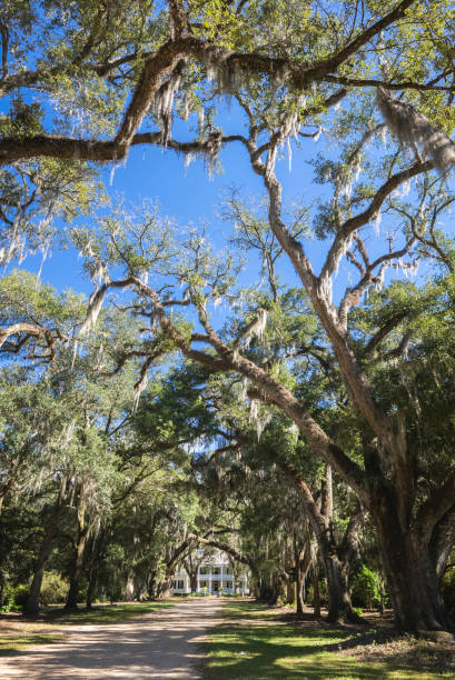 istock Canopy leading to Rosedown Plantation 1348167081