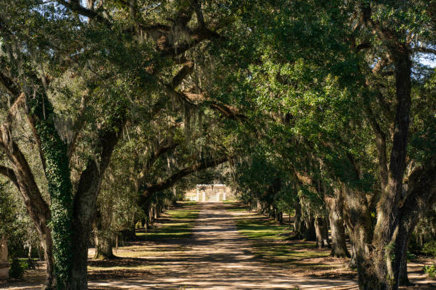 istock Dramatic entrance to Rosedown Plantation 1348167088