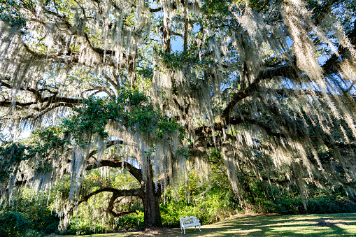 Relaxing place to sit under a Live Oak draped with Spanish moss, St. Francisville, LA