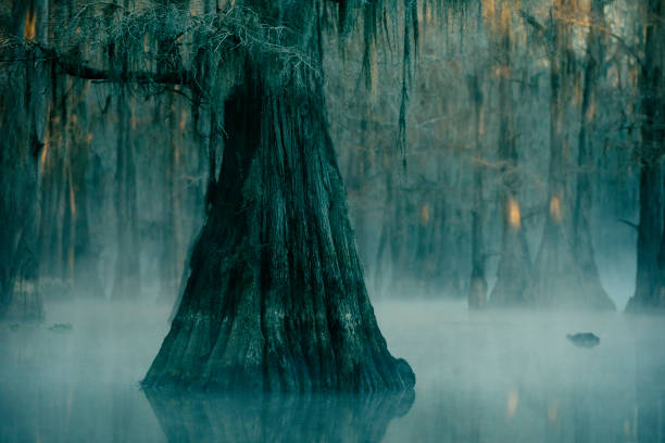 istock Foggy swamp scene 1348167106