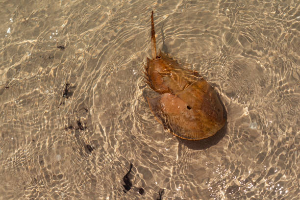 Horseshoe crab in the ocean, Rio Lagartos, Yucatan, Mexico