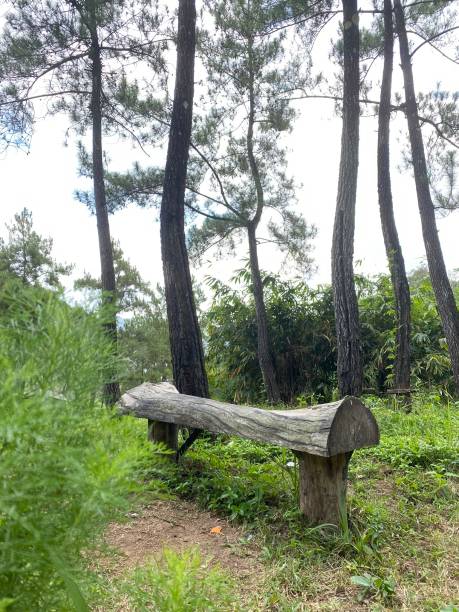 istock the natural view of pine forest 1348167179