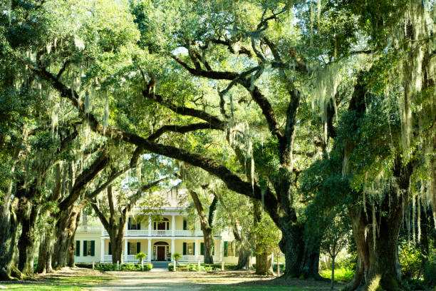 Rosedown Plantation, built in 1834 by Daniel Turnbull one of America's wealthiest families, had 25 houses on this cotton plantation that once had 145 slaves. Now a historic site and popular tourist stop for tourists, this home has original furnishings and Versailles- inspired gardens and a live oak canopy. Located downtown in St. Francisville, Louisiana, USA