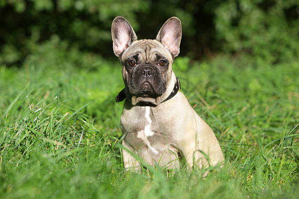 istock French Bulldog puppy in grass 134816891