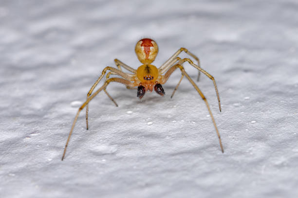 istock Adult Male Cobweb Spider 1348170110
