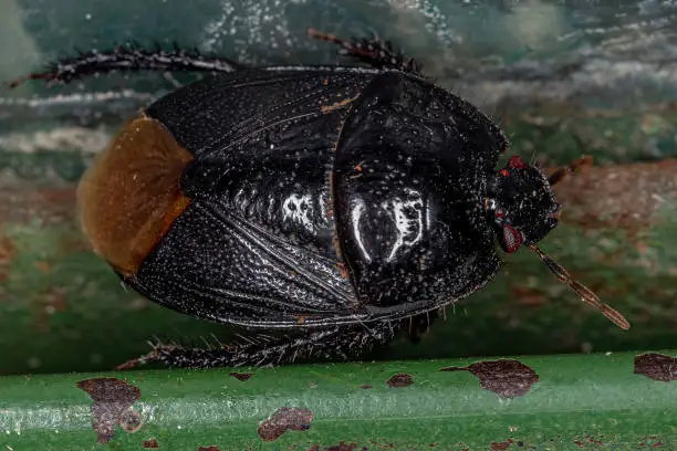 Adult Burrowing Bug of the Family Cydnidae