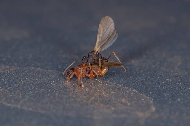 istock Small Adult Fungus-growing Ants 1348170148